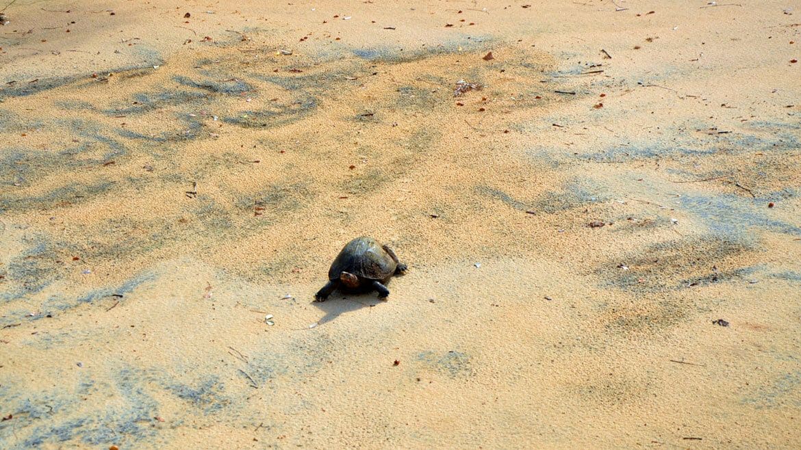 Sri Lanka: Schildkröten im Nationalpark Sri Lanka: Schildkröten im Nationalpark