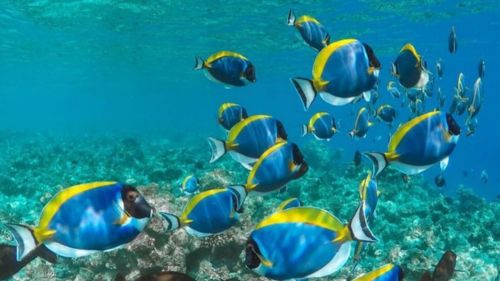 Kilifi: Tauschen und Schnorchel-Trips in Kilifi