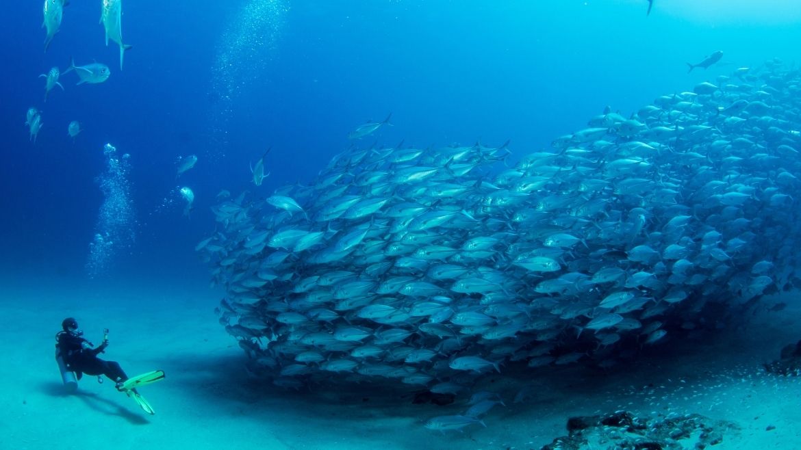 Mexiko: Tauchen Mexiko: Tauchen