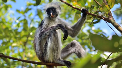 Sansibar: Besuch des Jozani Forest Sansibar: Besuch des Jozani Forest