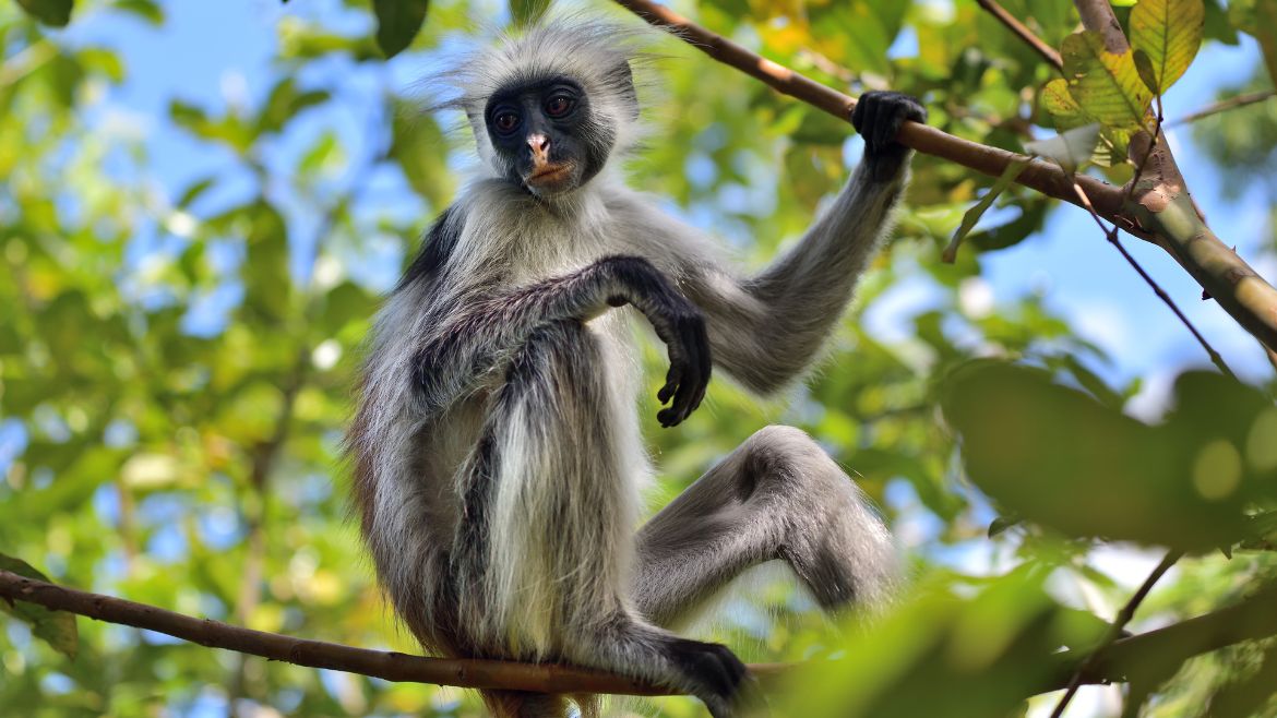 Sansibar: Jozani Forest Sansibar: Jozani Forest