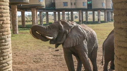 Kenia: Direkt an der Unterkunft befindet sich eine Wasserstelle