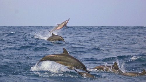 Kalpitiya: Whale Watching in den Wintermonaten