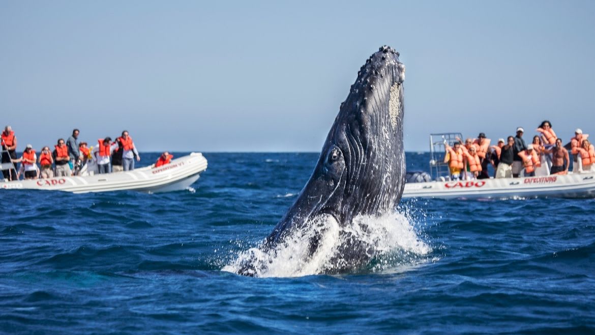 Mexiko: Whale Watching