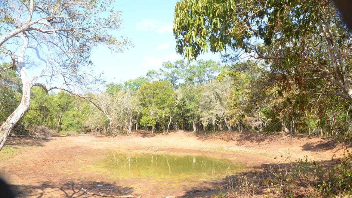 Sri Lanka: Der Wilpattu ist der zweitgrößte Nationalpark Sri Lankas Sri Lanka: Der Wilpattu ist der zweitgrößte Nationalpark Sri Lankas