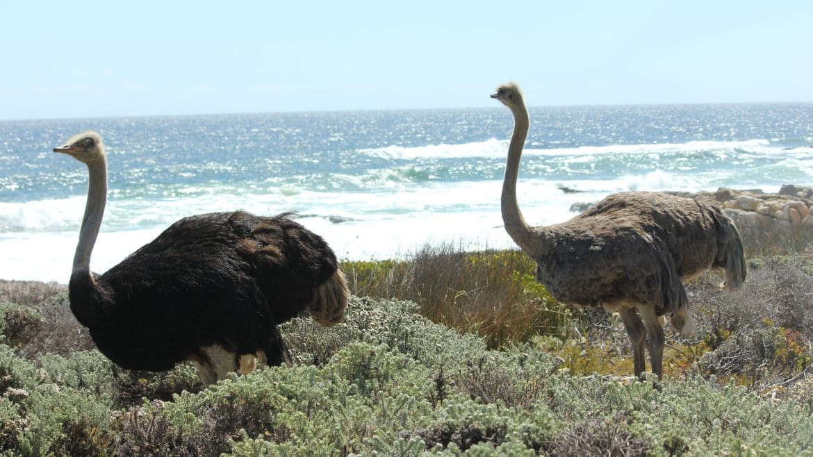 Langebaan: Wunderbare Eindrücke in Langebaan sammeln