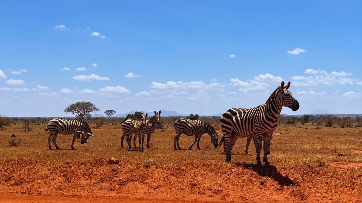 Kenia: Zebras 