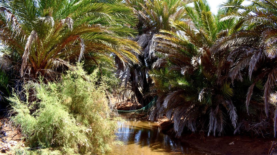 Boa Vista: Kleine Oasen mitten auf Boa Vista