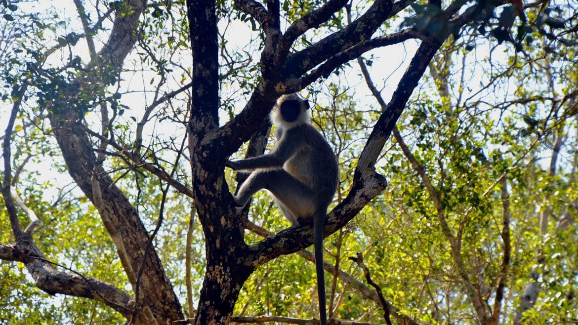 Sri Lanka: Affen im Wilpattu Nationalpark