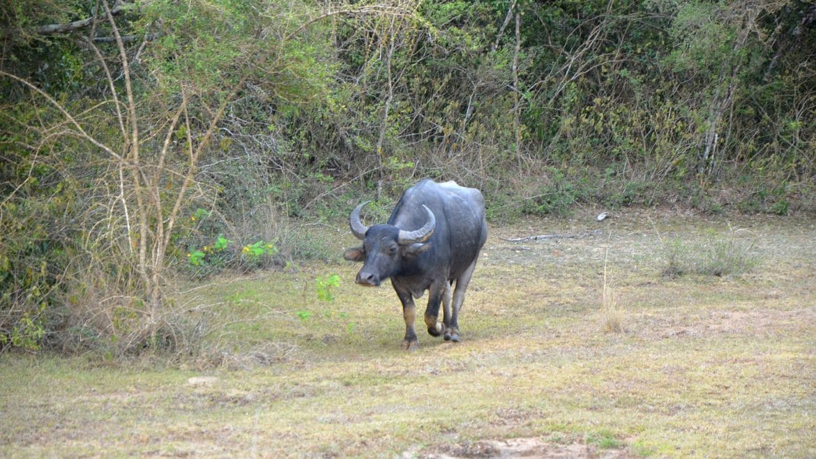 Sri Lanka: Büffel leben ebenfalls im Wilpattu Nationalpark