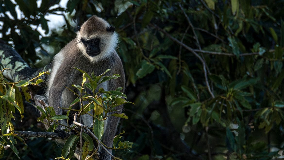 Kalpitiya: Die grauen Affen leben im Dschungel und in den Dörfern Sri Lankas