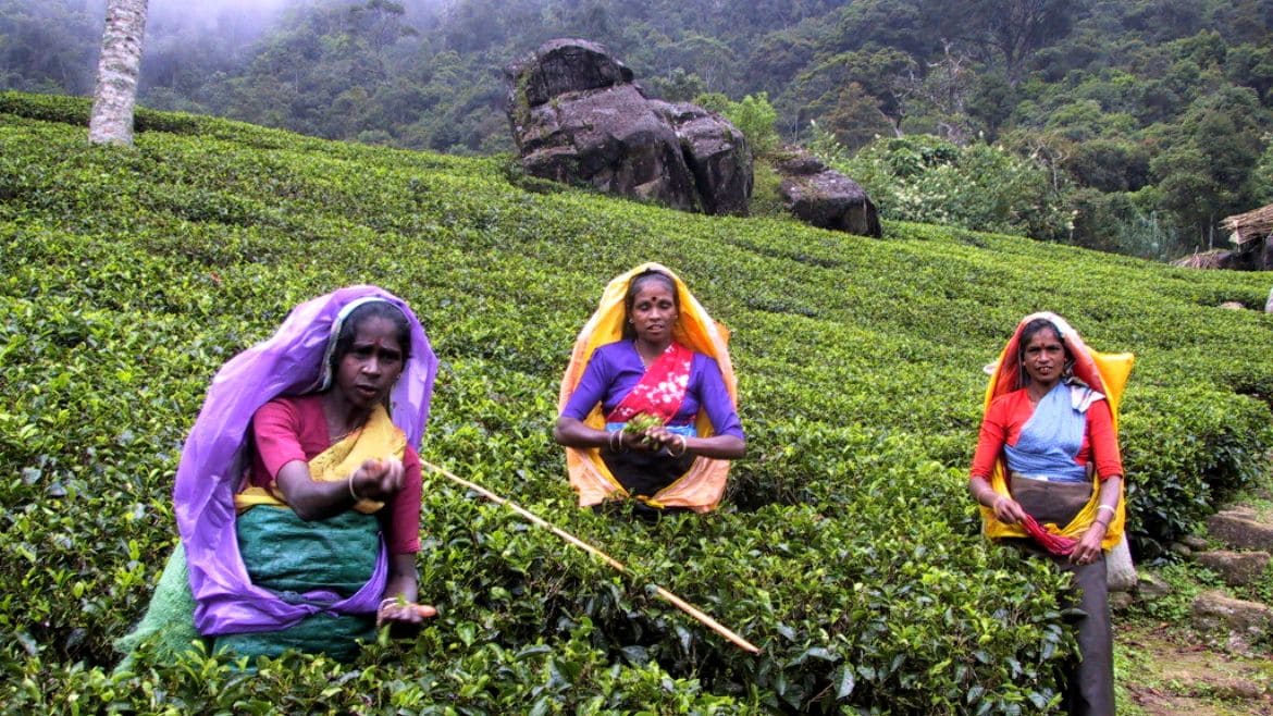 Sri Lanka: Teeplantage Sri Lankas