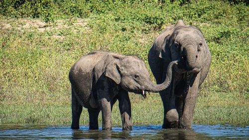 Kalpitiya: Elefanten während der Rundereise entdecken