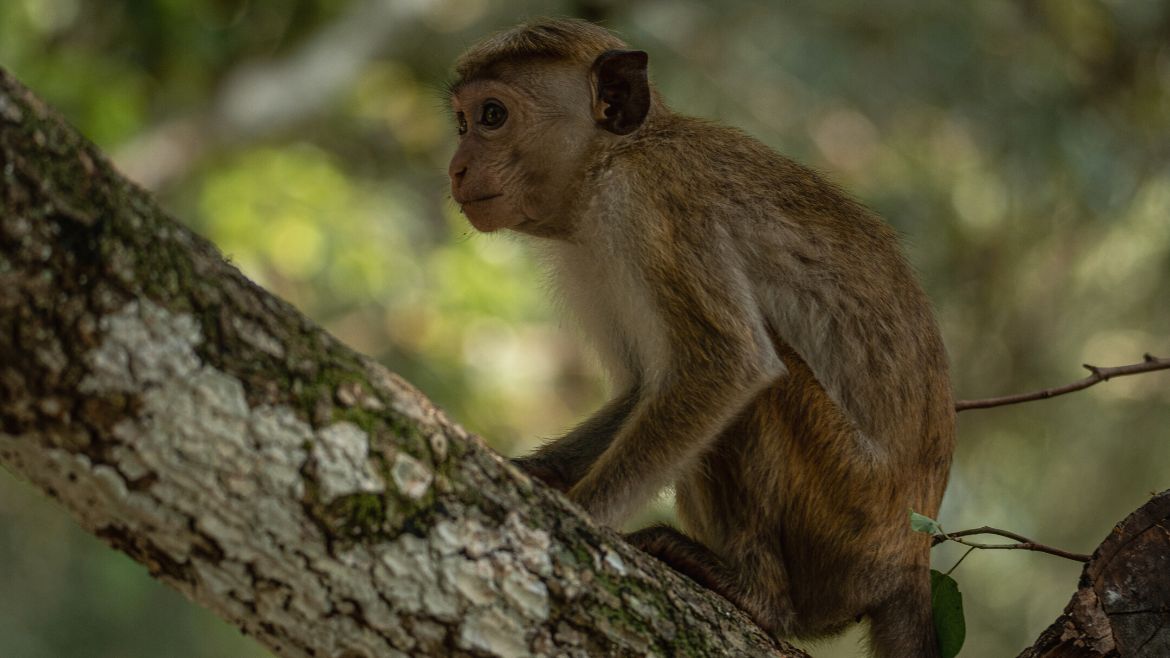 Kalpitiya: Sri Lanka hat eine wunderbare Tierwelt zu bieten Kalpitiya: Sri Lanka hat eine wunderbare Tierwelt zu bieten