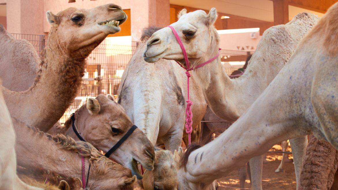 Ägypten: Kamelmarkt in Al Shalaten