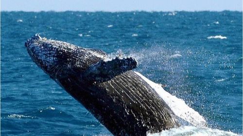 Kapverden: Whale Watching