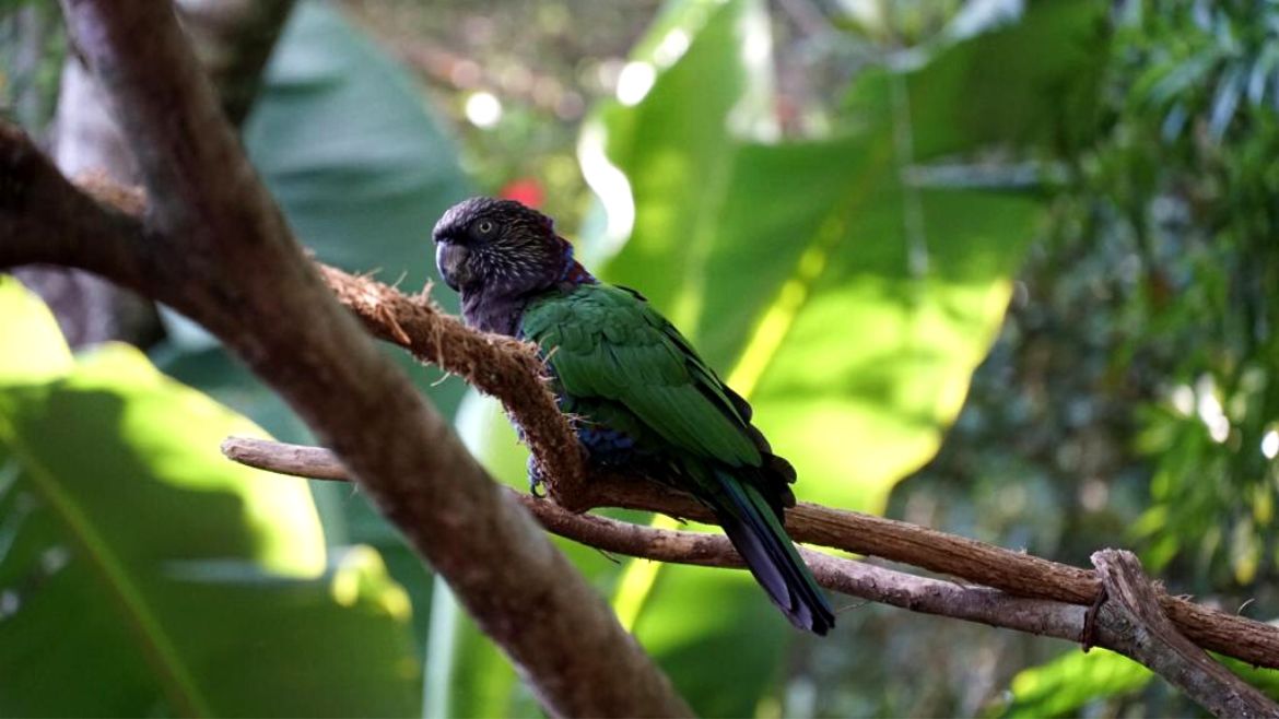 Ilha do Guajiru: Verschiedenste Vogelarten leben in Brasilien Ilha do Guajiru: Verschiedenste Vogelarten leben in Brasilien