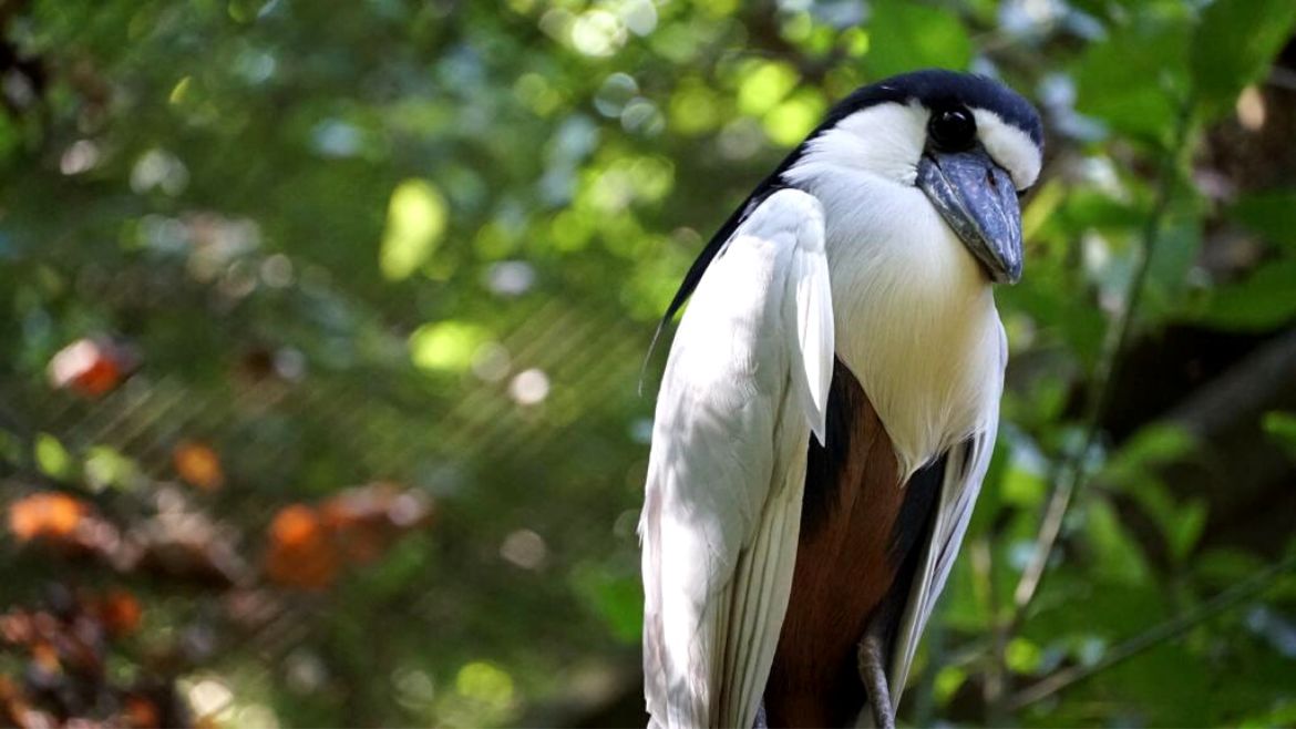 Ilha do Guajiru: Fast 2000 Vogelarten leben in Brasilien