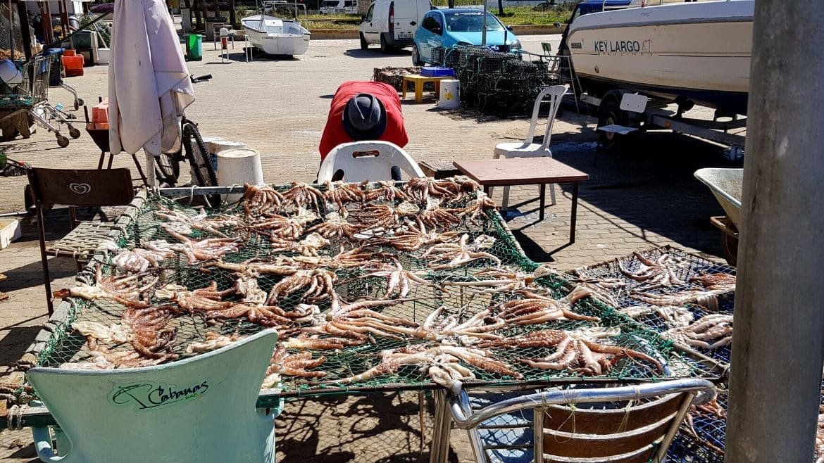 Algarve: Frischer Fang am Hafen