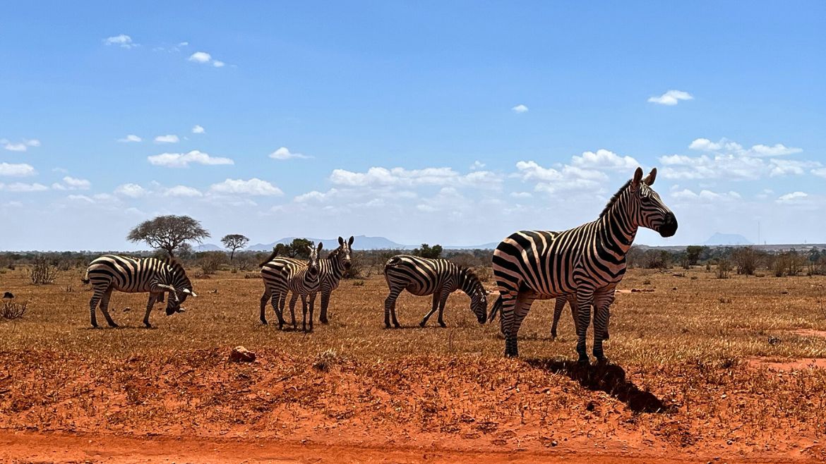 Kenia: Atemberaubende Tierwelt im Tsavo Ost Nationalpark