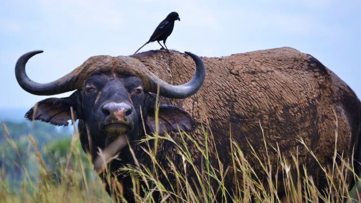 Kenia: Afrikanischer Büffel in seiner natürlichen Umgebung 