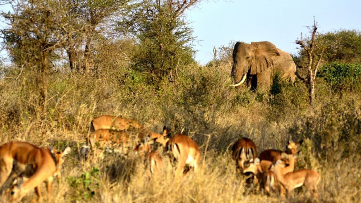Kenia: Entdecke Elefanten und andere Wildtiere 