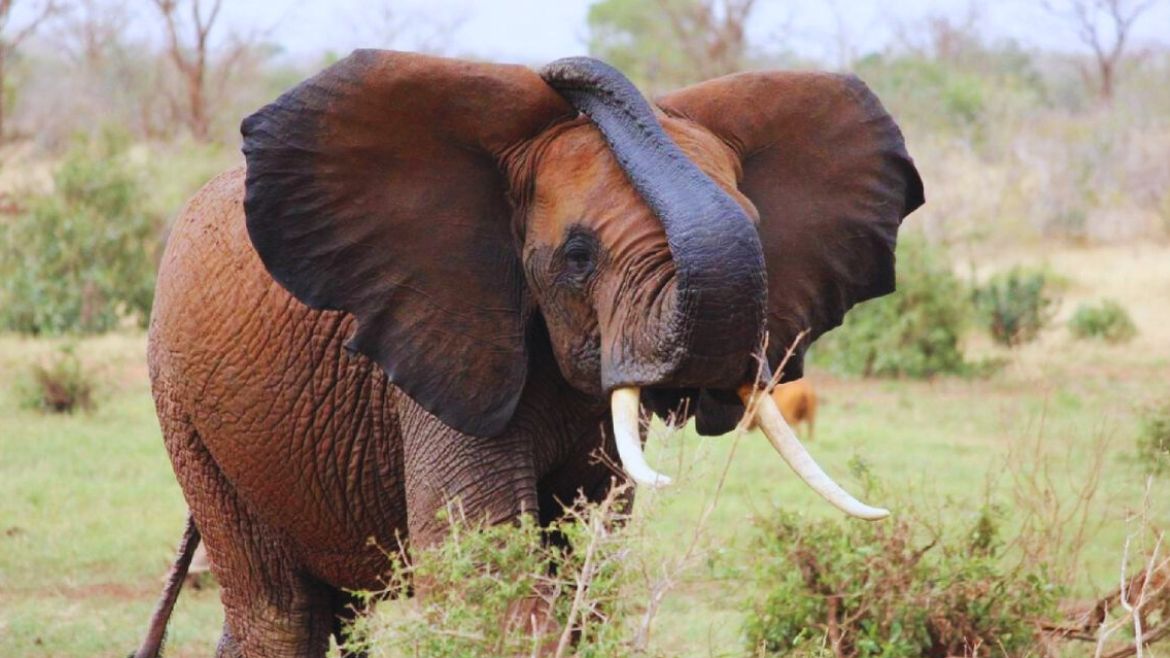 Kenia: Begegnungen mit den afrikanischen Elefanten während einer Jeepsafari