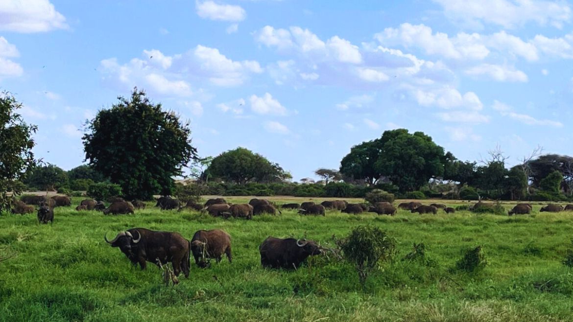 Kenia: Büffelwanderung