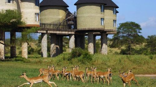 Kenia: Die verschiedensten Tierarten lassen sich gerne an der Lodge sehen