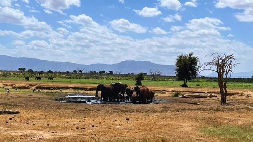 Kenia: Direkt am Camp befindet sich eine Wasserstelle 