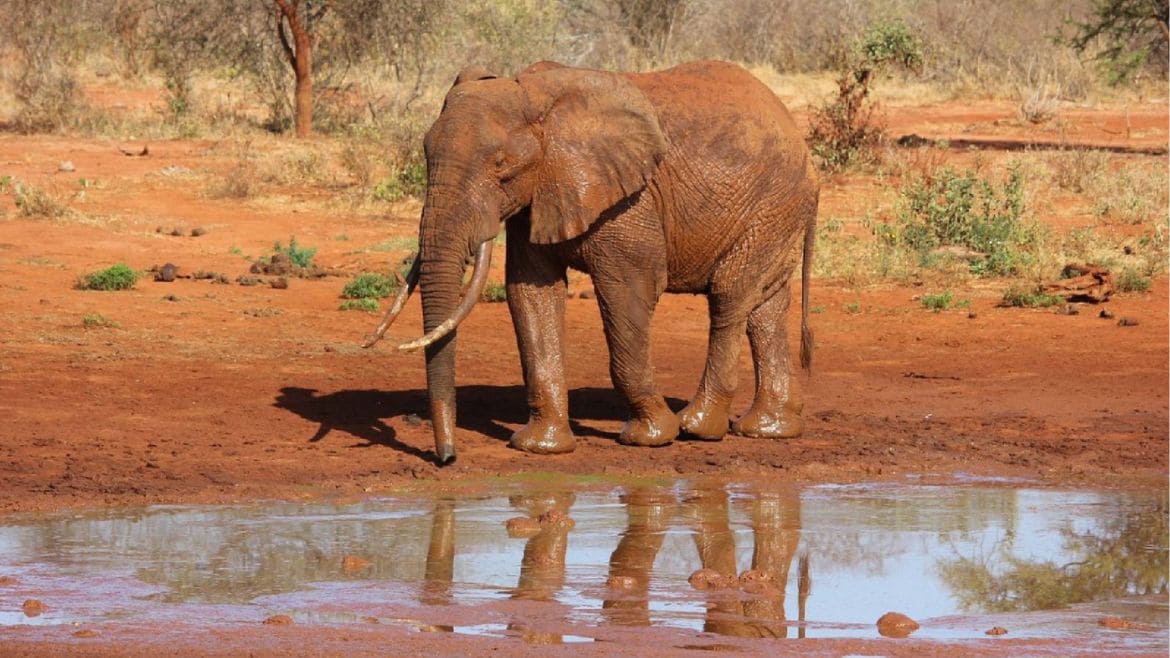 Kenia: Erlebe Elefanten in ihrer natürlichen Umgebung