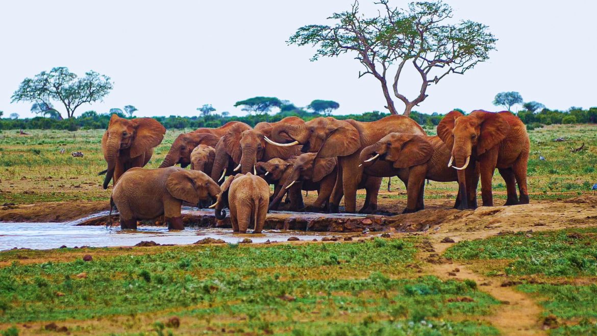 Kenia: Elefantenherde am Wasserloch