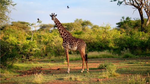 Kenia: Erlebe die Welt der Tiere