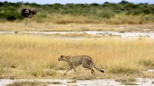 Kenia: Erlebe während Deiner Safari das unberührte Tierparadies in Kenia