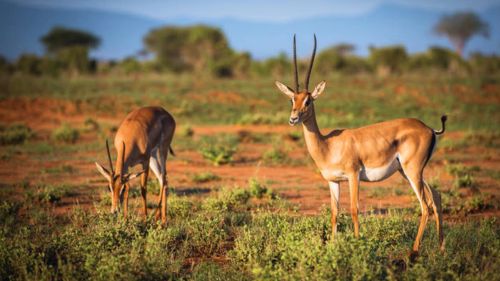 Kenia: Eine Vielzahl an Antilopen- und Gazellenarten in Kenias Nationalparks
