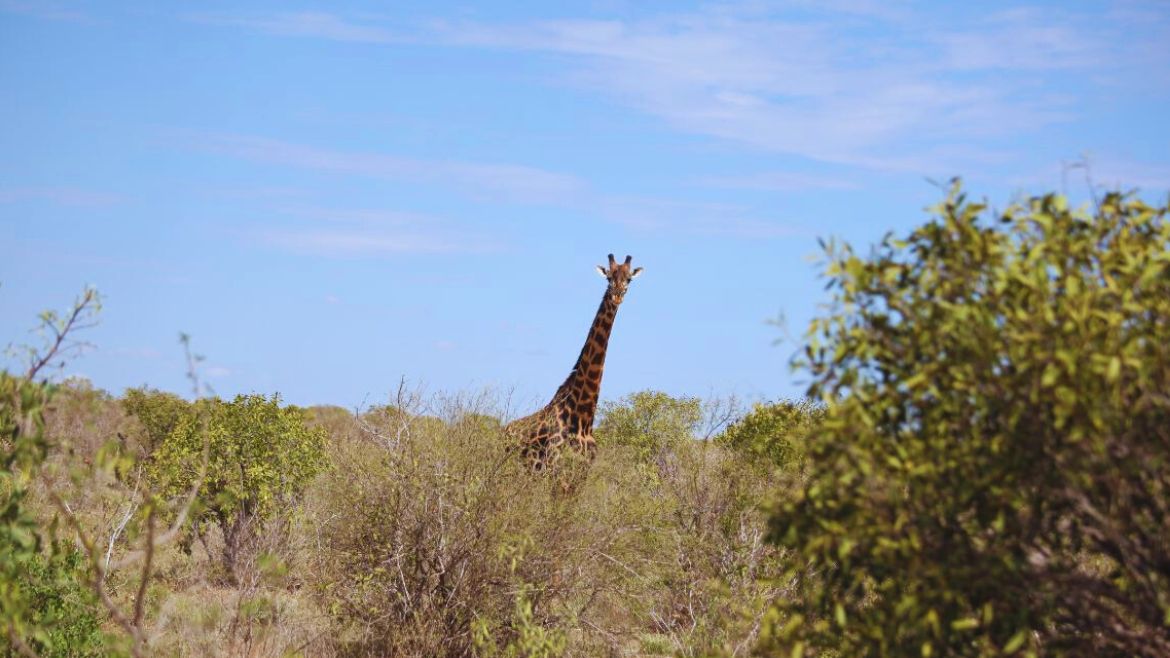 Kenia: Giraffen in Kenias Nationalparks