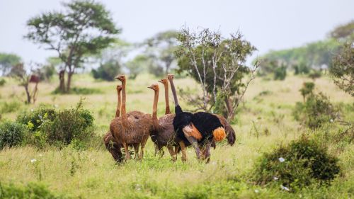 Kenia: Strausse im Tsavo Ost Nationalpark