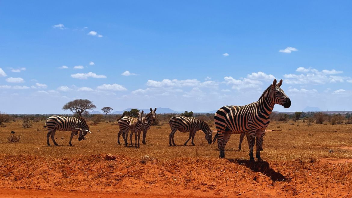 Kenia: Zebras im Tsavo Ost Nationalpark