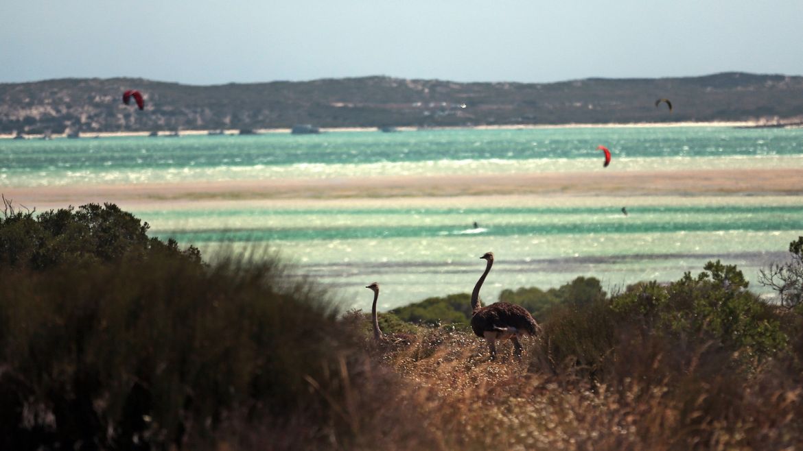 Langebaan: Mitten in der Natur Kitesurfen in der Sharks Bay Langebaan: Mitten in der Natur Kitesurfen in der Sharks Bay